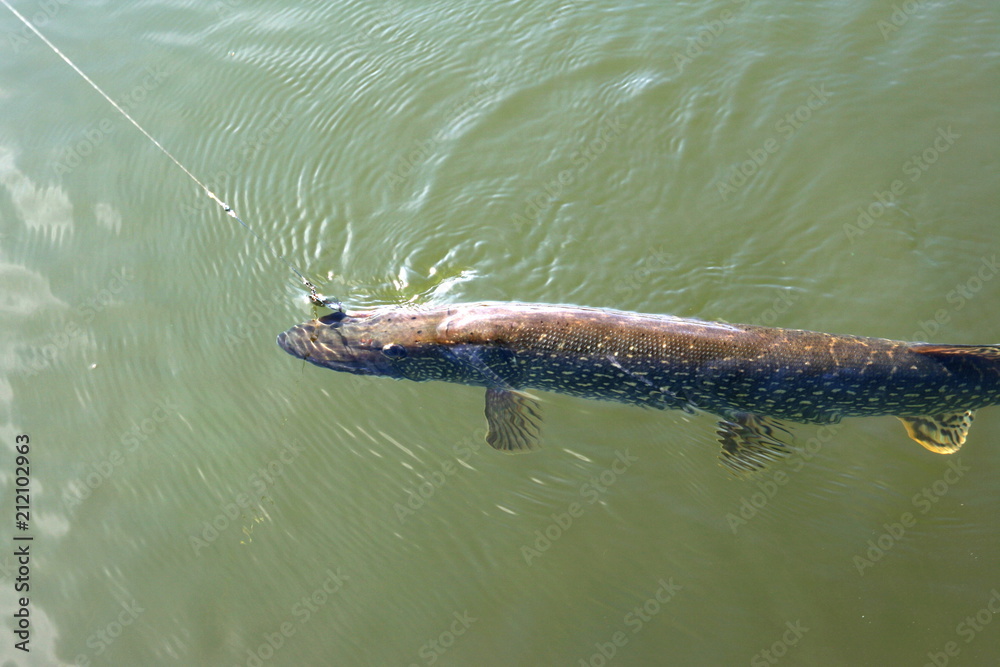 Fototapeta premium Fishing. Pike on hook. Pulling the fish out of the water.