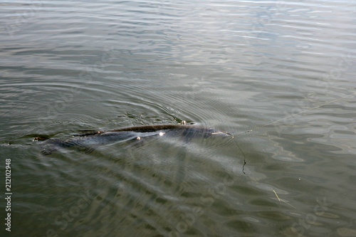 Fishing. Pike on hook. Pulling the fish out of the water.