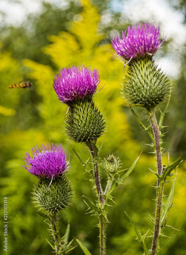 Burdock blooms. Large herbaceous old world plant of the daisy family. Burdock blooms. Large herbaceous old world plant of the daisy family.