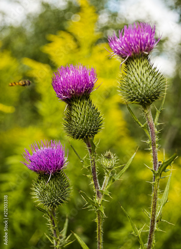 Burdock blooms. Large herbaceous old world plant of the daisy family. photo
