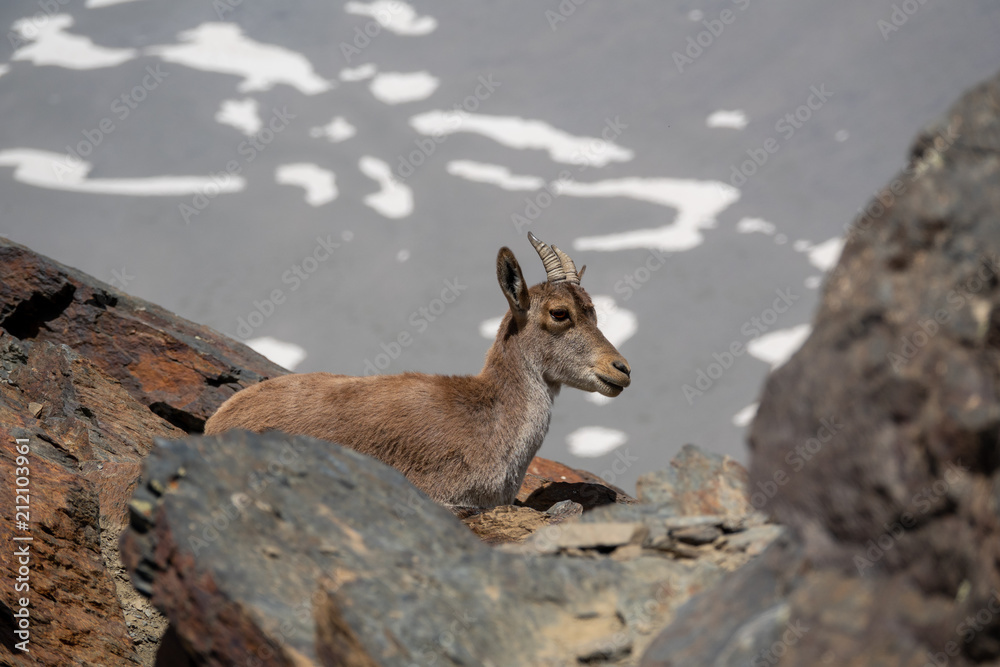 Mountain goat on mountain peak with snowfields Mountain goat on mountain peak with snowfields