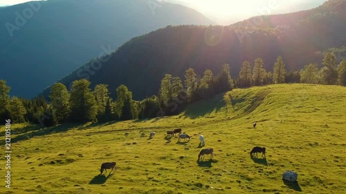 Aerial view over the meadow, at sunset. Aerial view of summer countryside with grazing cows. Agricultural scene.