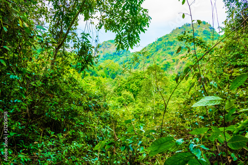 Fototapeta Naklejka Na Ścianę i Meble -  Forest jungle of the Cat Ba island, Halong Bay in Vietnam