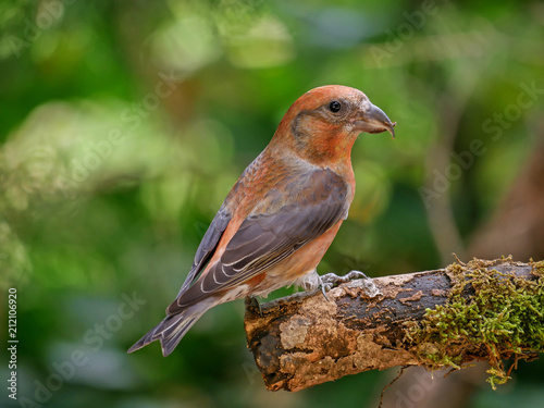 Male red crossbill (Loxia curvirostra), isolated in the forest photo