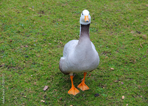 A spasso per il parco photo