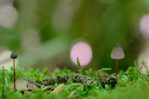 Malutkie grzybki na rozświetlonym tle