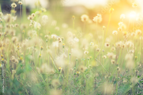 Many grass flowers in the green garden in the morning under the sun.