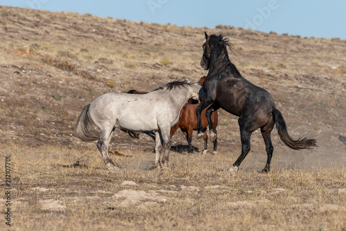 Wild Horse Stallions Fighting