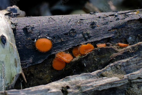Włośniczka Scutellinia - śliczny malutki pomarańczowy grzybek z rzęskami