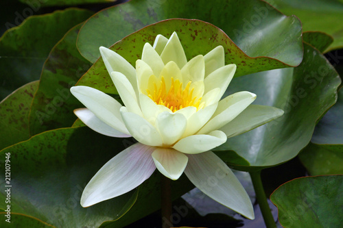 Flower of water lily