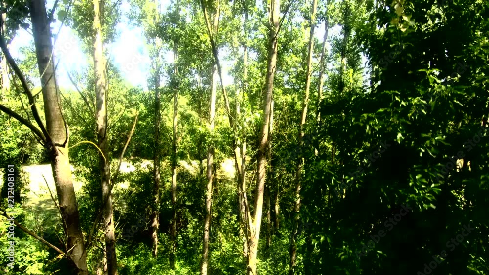 Bosque subiendo Bosque subiendo