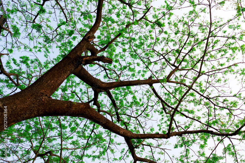Fototapeta premium big trees break the leaves in the spring in a different perspective.