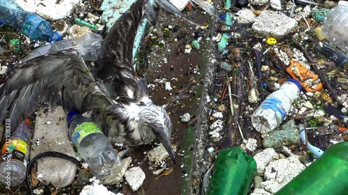 A Seagull on the dirty polluted sea. Rubbish and bottles over the sea shows the sea pollution photo