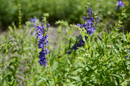 Baikal skullcap - medicinal plant with inconspicuous blue flowers photo