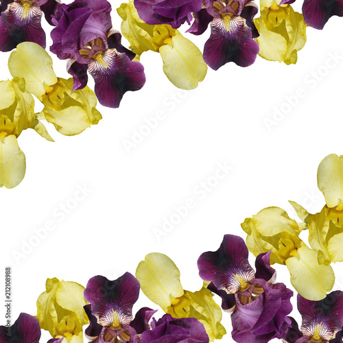 Fototapeta Naklejka Na Ścianę i Meble -  Beautiful floral background of irises. Isolated 