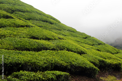 plantation de thé malaisie cameron island