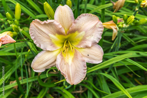 Daylily Macro 2