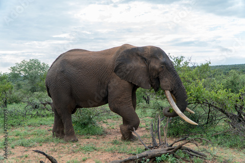 Elefante  Elephantidae   S  dafrika  Afrika