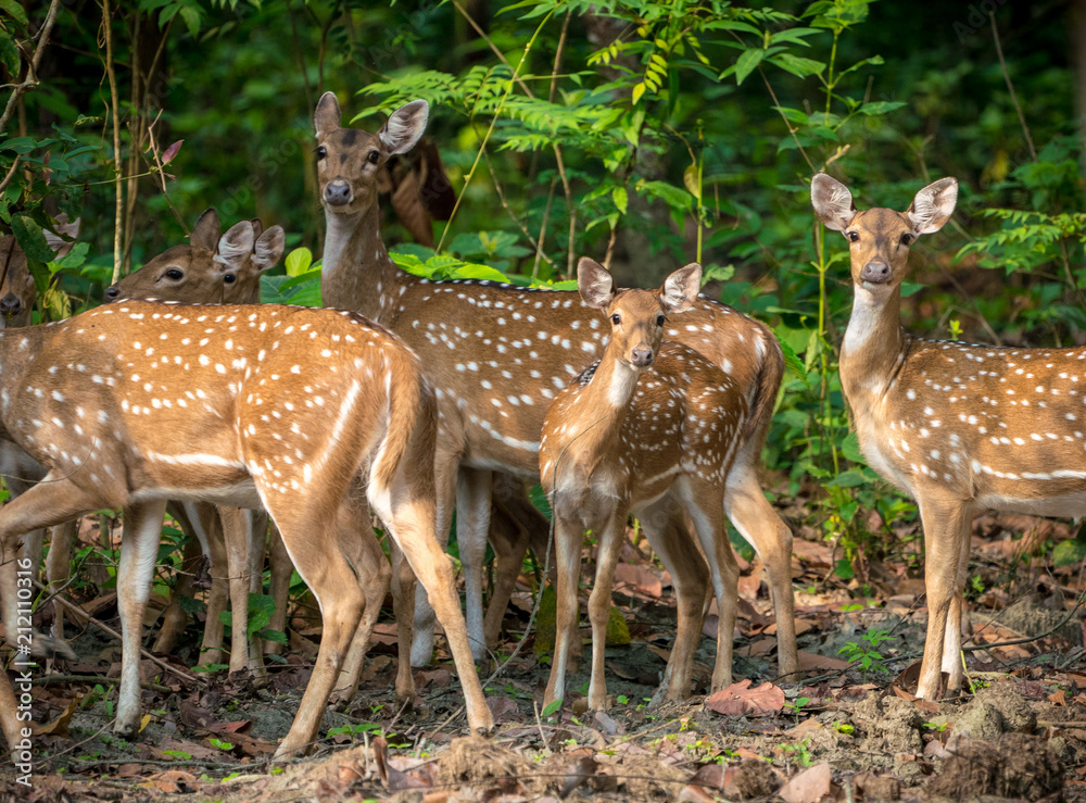 Sika or spotted deers herd in the jungle Sika or spotted deers herd in the jungle