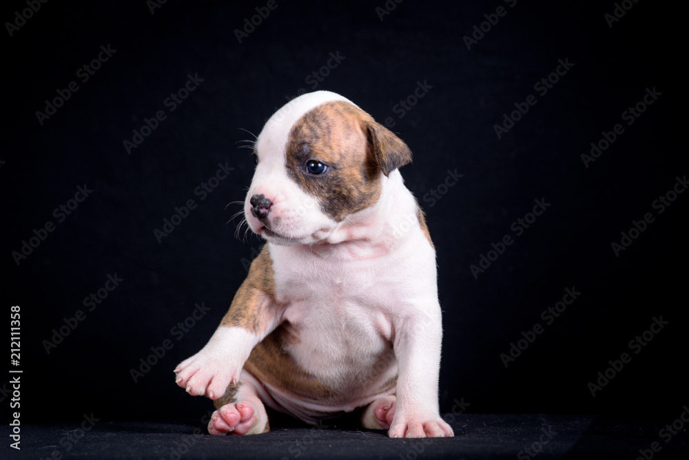 Puppy tiger color sitting on a black background.