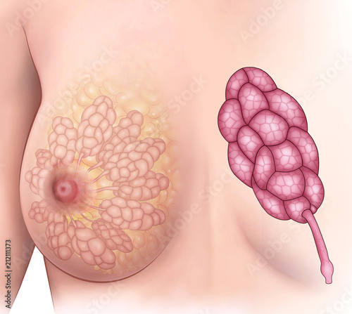 Anatomy and physiology illustration of female breasts, female mammary glands or milk producing organs.
