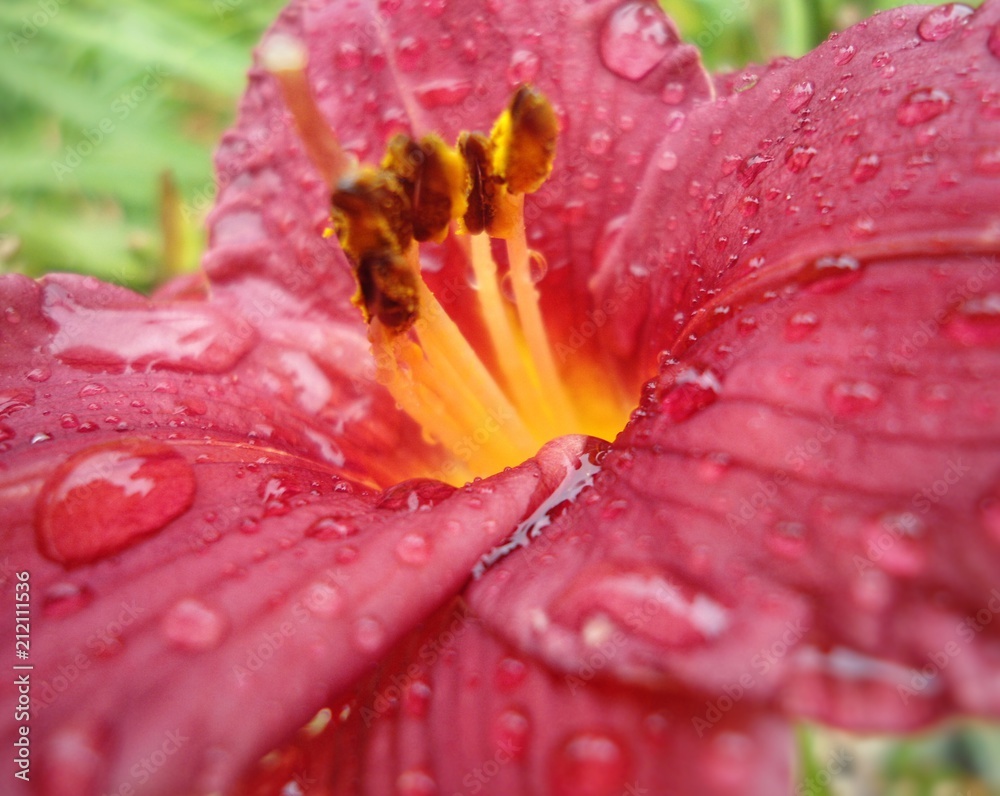 Detalle de una hermosa flor azucena roja con centro amarillo y estambres  con polen Stock Photo | Adobe Stock