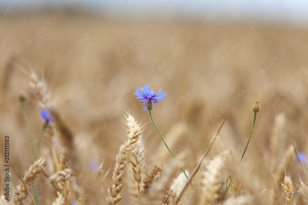 Fleur bleue dans blé