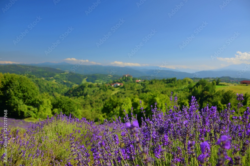Obraz premium lavender summer landscape