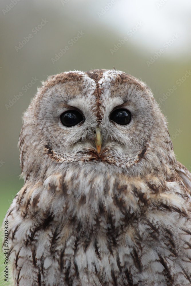 Fototapeta premium Owl