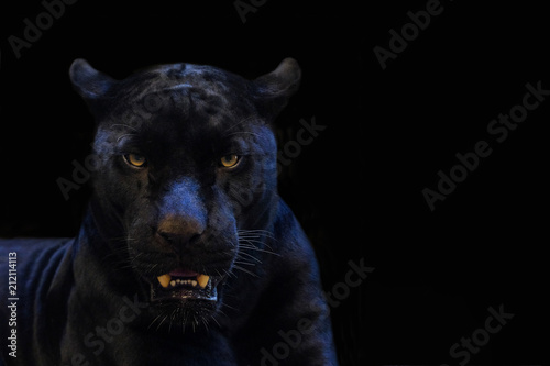 Canvas Print black panther shot close up with black background
