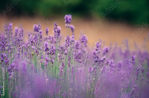 Fresh purple lavender 