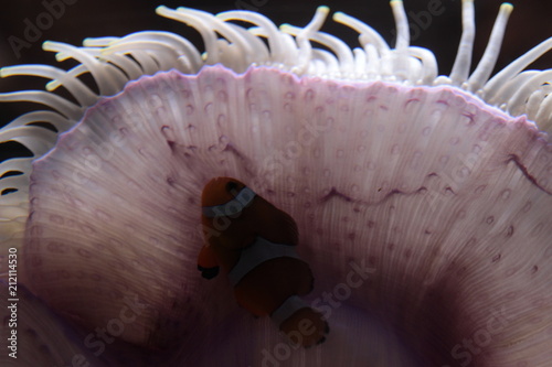 Nemo