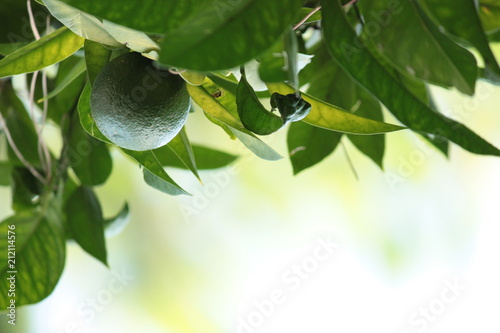 Mandarines