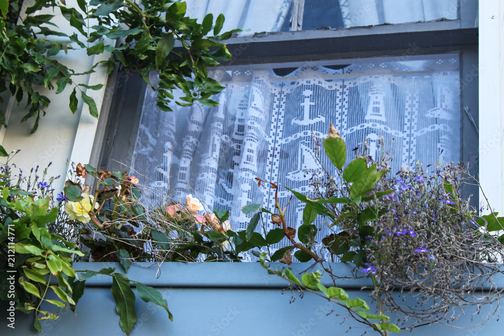 Window by the sea - Looking up at a window with lace nautical curtians in wooden house with window box planter with flowers