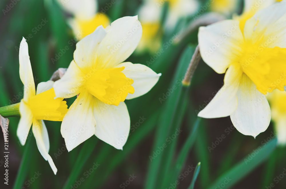 Narcissus flower. Narcissus daffodil flowers and green leaves background. Narcissus flower. Narcissus daffodil flowers and green leaves background.
