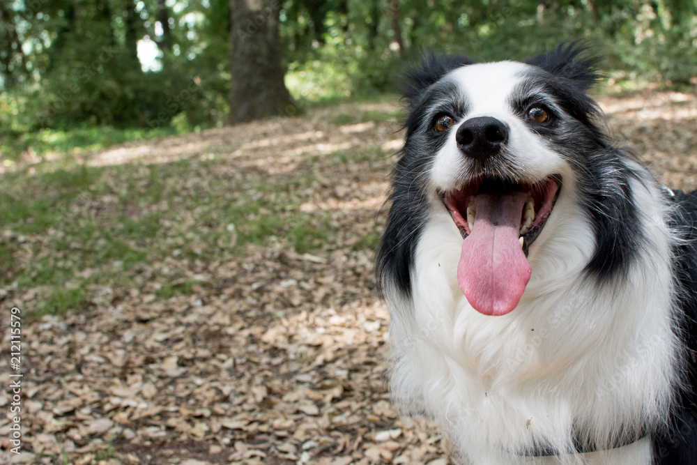 BORDER COLLIE DOG WITH TONGUE OUT IN SUMMER HEAT