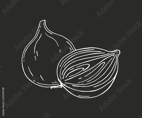 Hand drawn onion over white background. Vector illustration