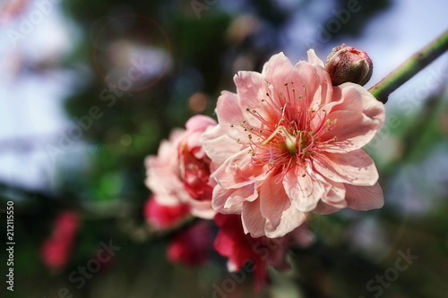 Louiseania triloba flowers beautiful blossom  photo