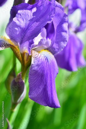 Fototapeta Naklejka Na Ścianę i Meble -  Violet iris flowers closeup on green garden background. Sunny day.