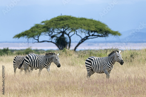 Kenia-Amboseli-4442