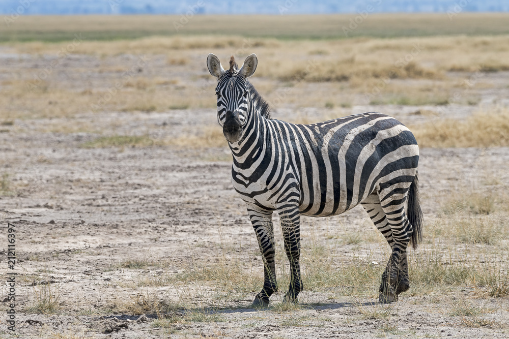 Naklejka premium Kenia-Amboseli-Zebra-4914