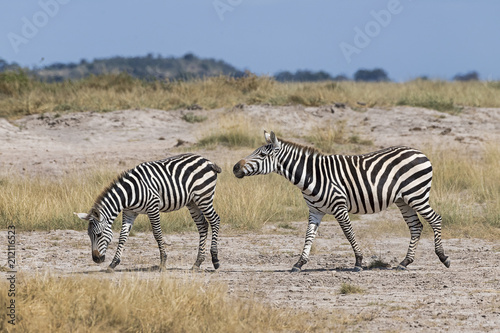 Kenia-Amboseli-Zebra-4943
