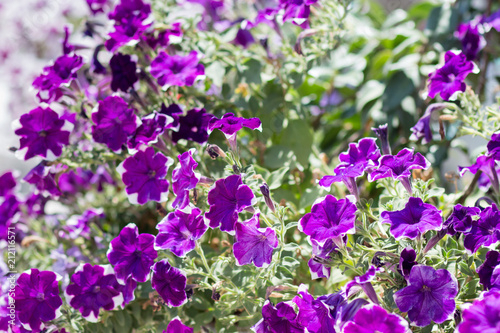 Petunia violet on the flower garden