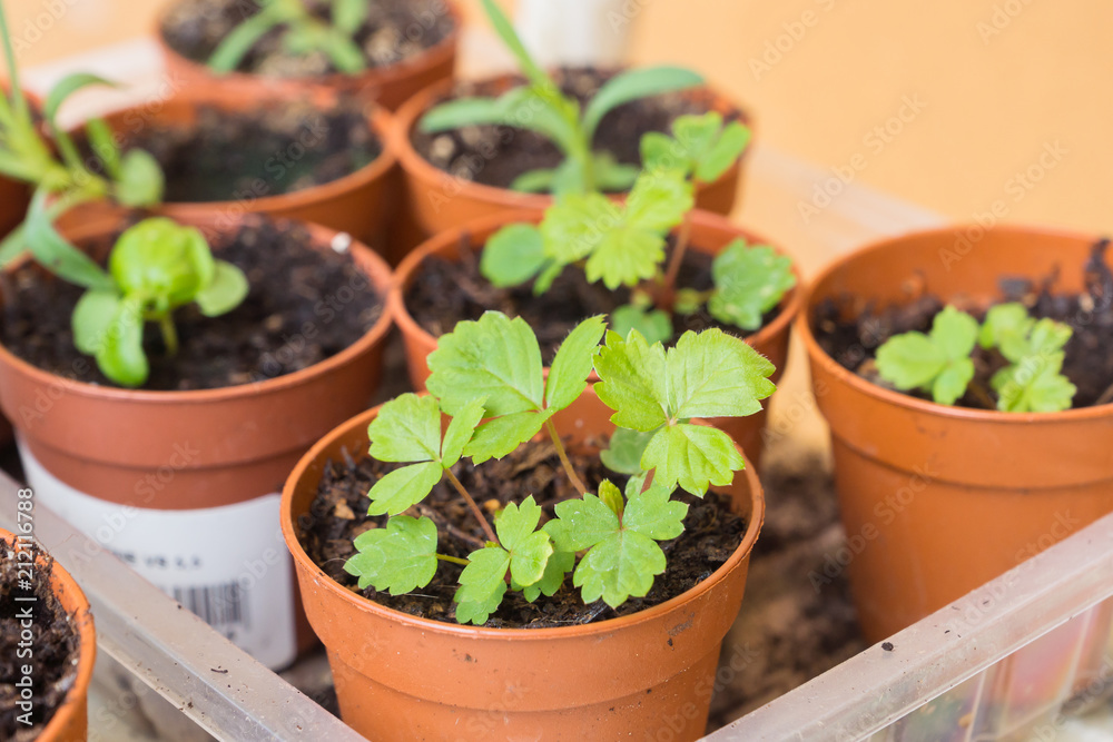 Seedling of organic heirloom strawberry with tiny leaves in small pots ready to be planted in soil. Seedling of organic heirloom strawberry with tiny leaves in small pots ready to be planted in soil.