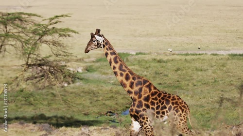 Zebra in the wild Africa Mombasa  (RedTech) (Slowmo) photo