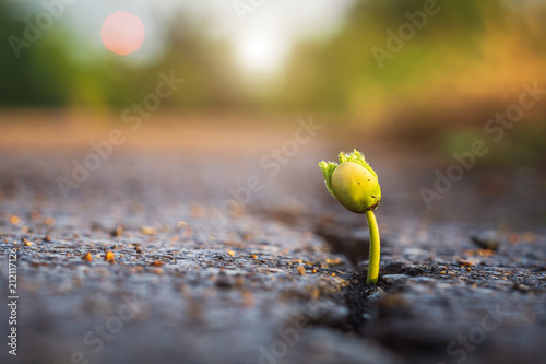фотографія One green young seed of tree growing from cracks of asphalt road