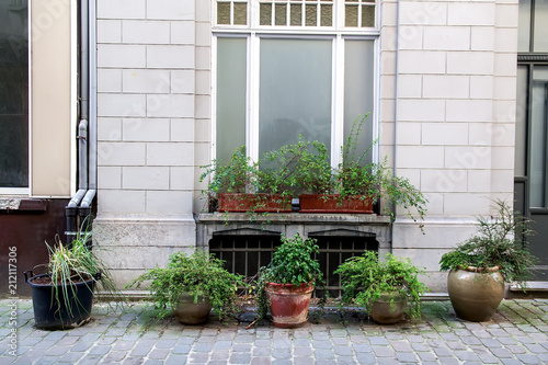 Photography Different plants in pots on the street of Amsterdam