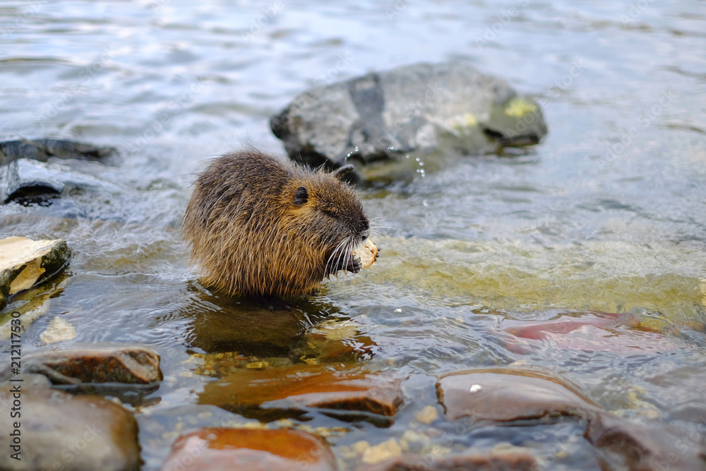 Fototapeta premium Little water nutria on the pond