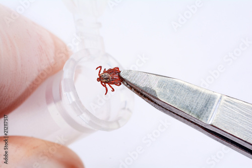 Parasite mite to pass for analysis to the laboratory. Danger of tick bite.