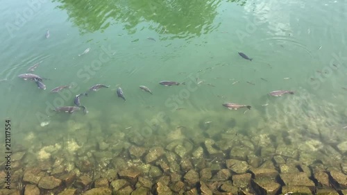 Wallpaper Mural In this video you can see fish swimming in water. Torontodigital.ca